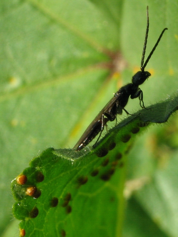 Bethylidae Pristocerinae maschio